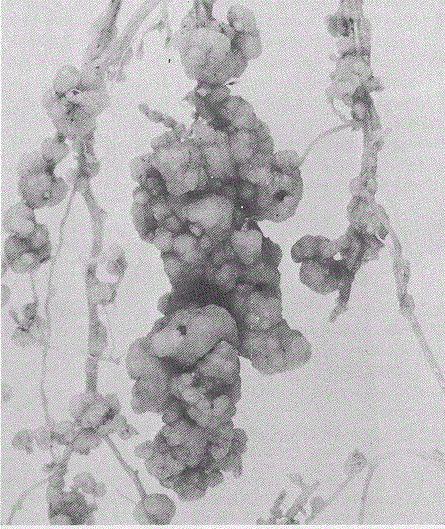 Meloidogyne Inornata