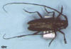 M. scutellatus female