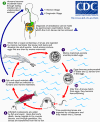 Life cycle of A. simplex or P. decipiens