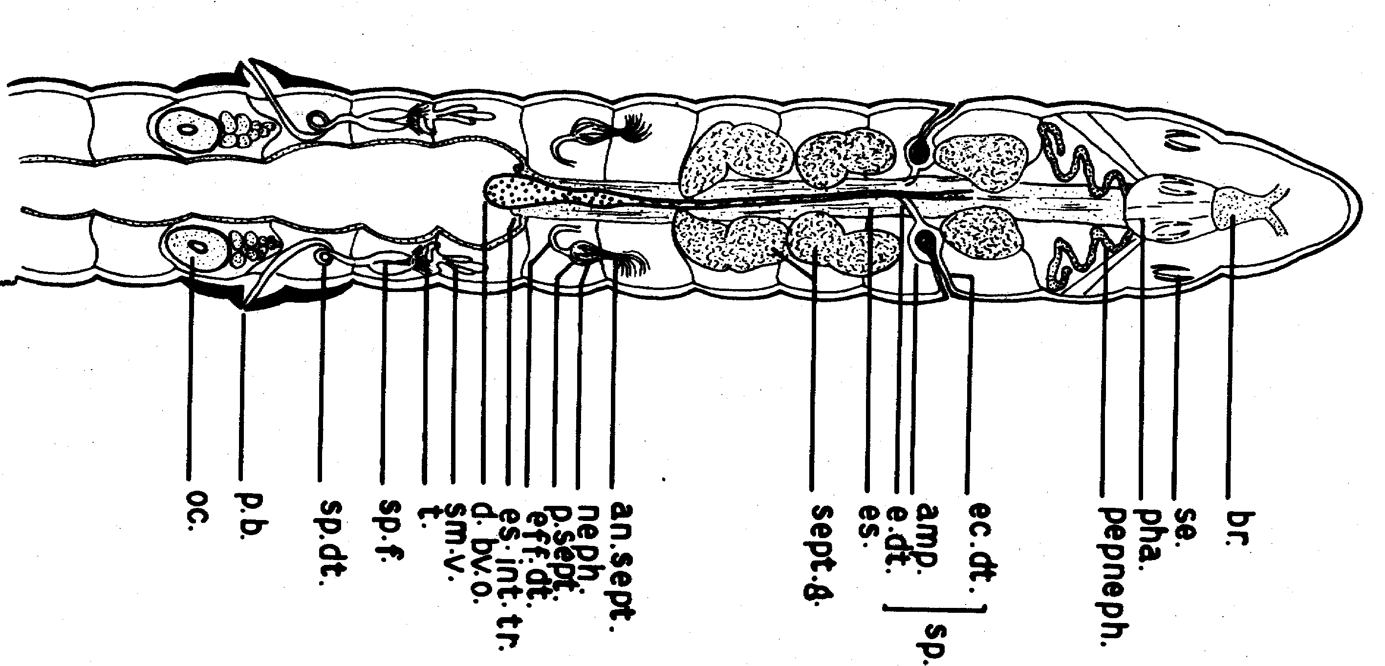 oligochaeta diagram