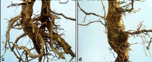 Symptoms of Meloidogyne paranaensis parasitism in shoots and roots of coffee trees (Coffea arabica). a and b 1 and 8-year-old plants in Baixo Guandu municipality, Espirito Santo state, respectively. c and d Symptoms of thickening, splitting and cracking of the cortical root tissue