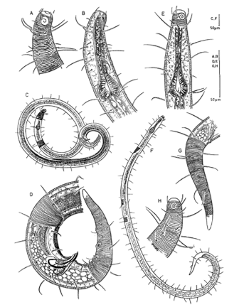 Drawing of Echinodesmodora moensi, a marine epistrate-feeding nematode from tidal sands