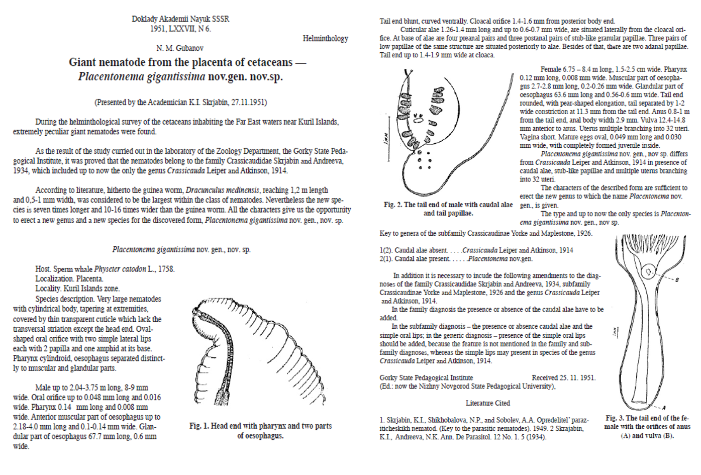 Placentonema Placentonema