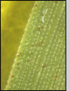 Eggs of Mermis nigrescens on blade of grass.