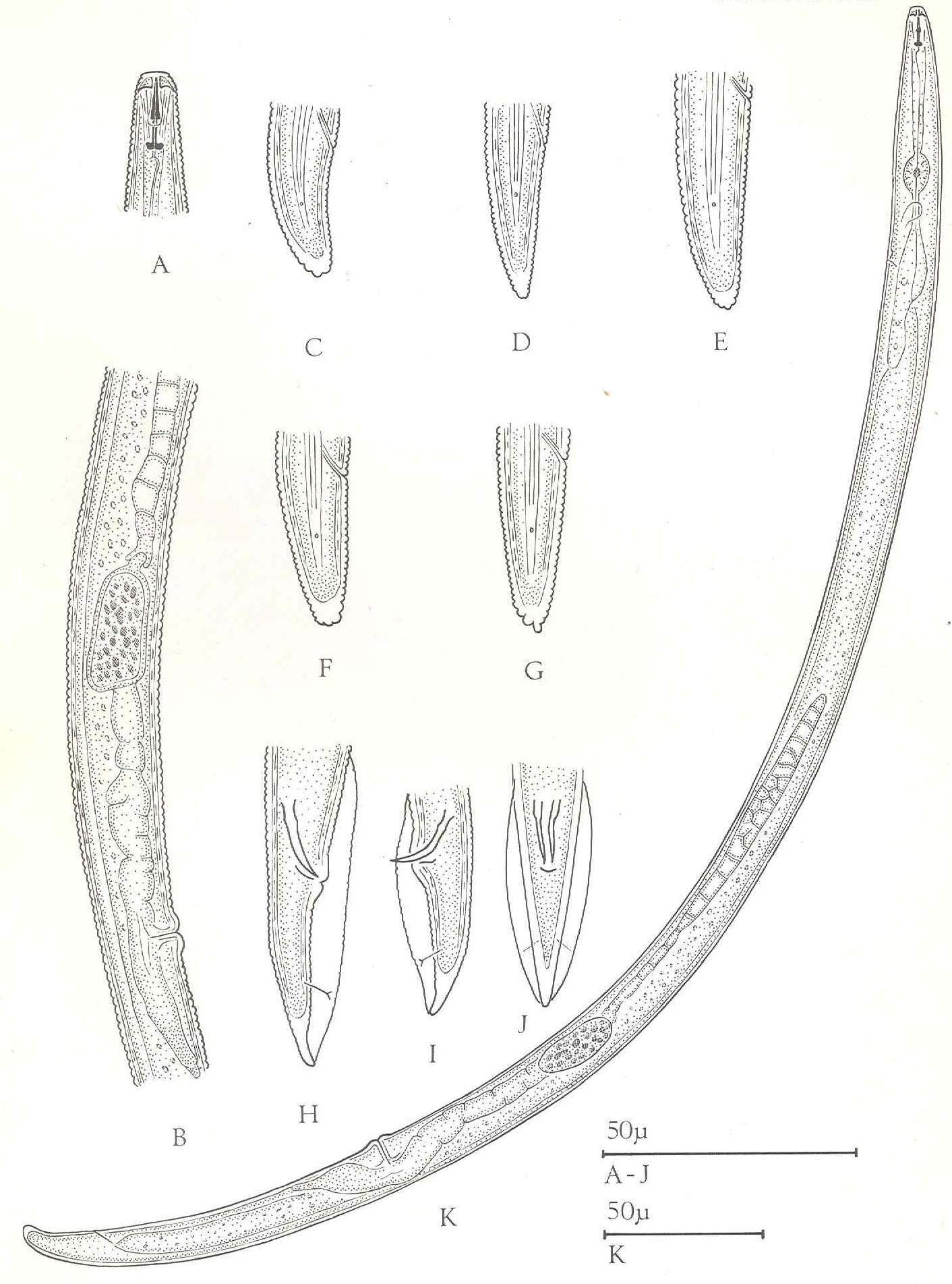Pratylenchus Pratensis