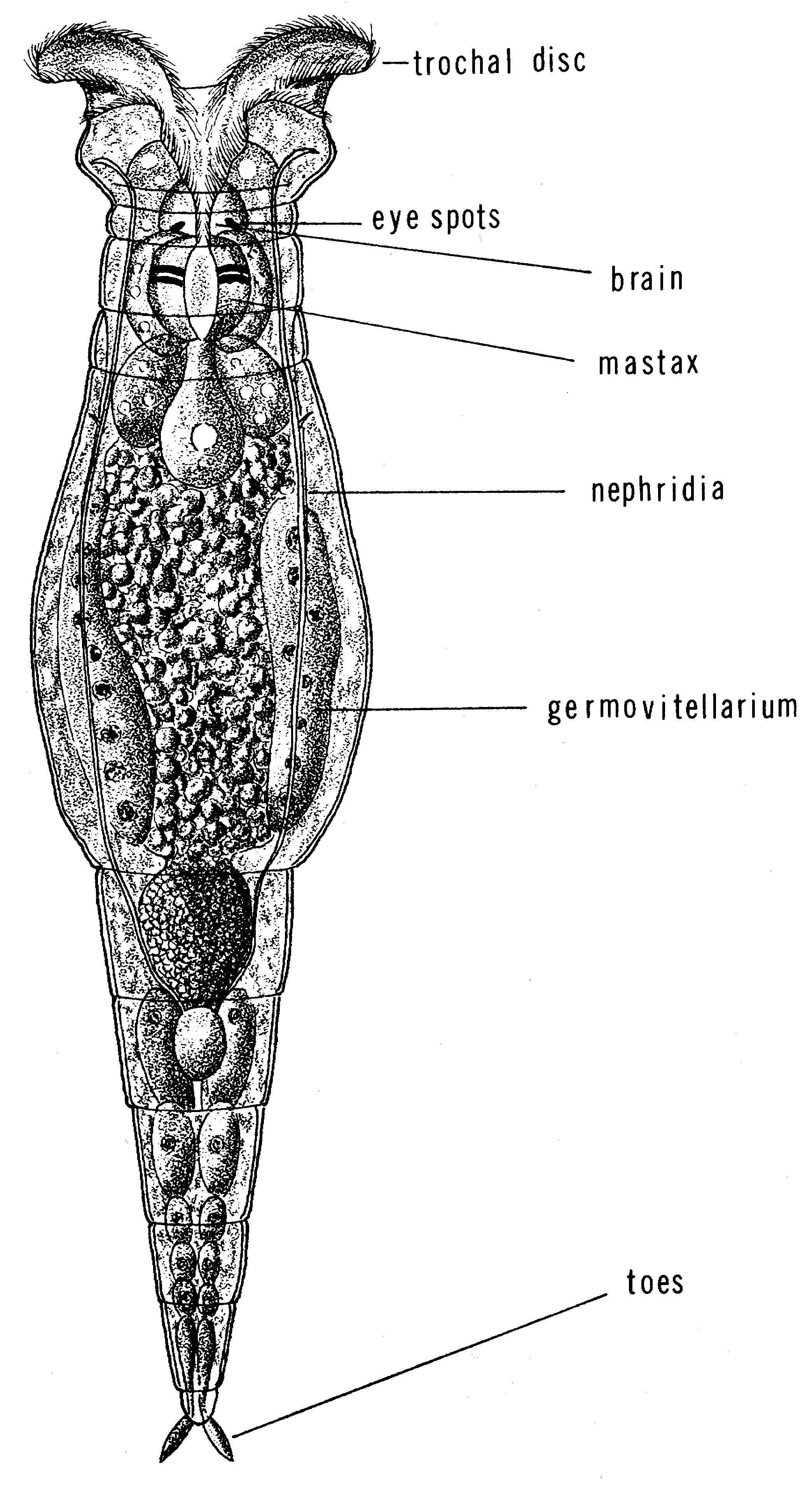 bipalium diagram